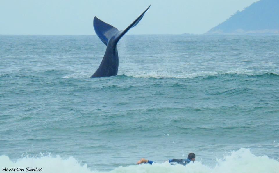 Tranquilidade Na Praia Da Gamboa Garopaba Exteriör bild